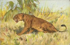 CPA Lion Lionne 
