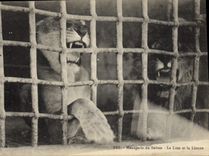 CPA Lion Menagerie du sultan Le lion et la lionne 