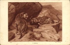 VINTAGE POSTCARD Tiger Tigers