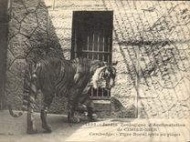 CPA Jardin zoologique d'acclimatation de Comiez Nice Cambodge Tigre royal pris au piege 