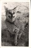 CARTE PHOTO Douala Cameroun Lynx ?