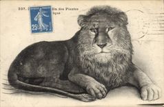 CPA Lion Jardin des Plantes 