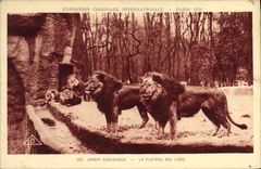 CPA Lion Exposition coloniale internationale 1931 Jardin zoologique Le plateau des lions