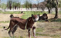 CPM Lions et lionnes dans la brousse