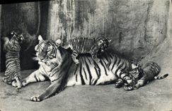 VINTAGE POSTCARD Tiger-cat and its small