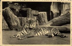 VINTAGE POSTCARD zoological Antwerp Jardon Tiger