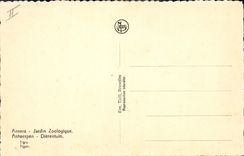 VINTAGE POSTCARD zoological Antwerp Jardon Tiger