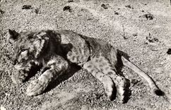 CPM Jeune Lion 