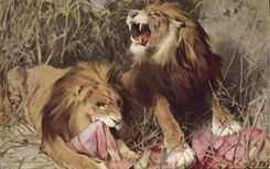 CPA Lion Repos dans le desert Tade Styka 