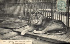 CPA Lion Marseille Jardin zoologique 