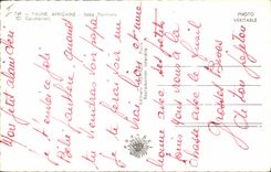 VINTAGE POSTCARD Baby panther