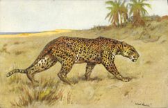 VINTAGE POSTCARD Panther