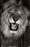 CP Lion 