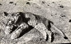 CPM Jeune Lion 