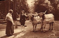 VINTAGE POSTCARD the Pyrenees life of the fields Coach Oxen