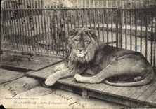 CPA Felin Lion Marseille Jarin zoologique