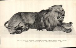 CPA Felin Lion Nimes Museum d'Histoire Naturelle 