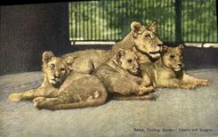 CPA Felin Lion Lionne Zoo