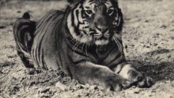 CPA Felin Un tigre du Bengale Zoo Parc zoologique du Bois de Vincennes Zoo