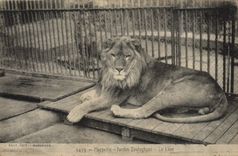 CPA Felin Lion Marseille Jardin zoologique Zoo