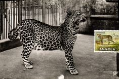 VINTAGE POSTCARD Cat-like Lyon Park of the Gold Head the panther