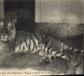 CPA Felin Paris Jardin des Plantes Tigre d'Asie 