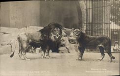 CPA Felin Lion Berlin Zoo Mesopotamische Lowin 