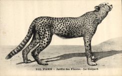 VINTAGE POSTCARD Cat-like Paris Botanical garden the cheetah