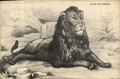 CPA Felin Lion de l'Atlas