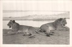 CARTE PHOTO Felin Lion Lionne
