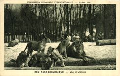 CPA Felin Lion Exposition coloniale internationale Paris 1931 Parc zoologique Lion et lionnes 