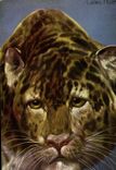 CPA Felin Tigre
