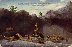 CPA Felin Lion Carl Hagenback's Tierpark Stellingen Hamburg 