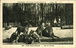 CPA Felin Lion Exposition coloniale internationale Paris 1931 Parc zoologique Lion et lionnes 