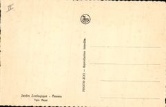 CPA Felin Jardin zoologique Anvers Tigre Royal
