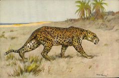 CPA Felin Guepard