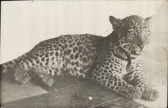 VINTAGE POSTCARD Cat-like Panther