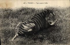 CPA Felin Tonkin Tigre surpris a l'affut Indochine 