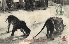 CPA Felin Indochine Tonkin Tigres du massif montagneux de la riviere noire 