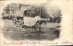 CPA Folklore Pyrenees Attelage bearnais Boeufs