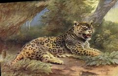 VINTAGE POSTCARD Cat-like Jaguar