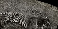 CARTE PHOTO Felin Tigre Singapour singapore