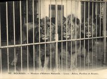 CPA Felin Bourges Museum d'Histoire Naturelle Lions Athos Porthos et Aramis