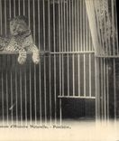 VINTAGE POSTCARD Cat-like Bourges Museum of Natural history Panther