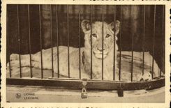 CPA Felin Lion Lionne Chocolat Martougin