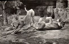 CPA Felin Couple de lions jouant au soleil 