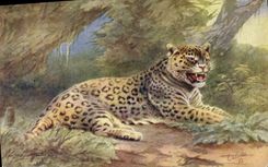 CPA Felin Jaguar
