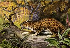 CPA Felin Singes Jaguar