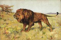 CPA Felin Lion