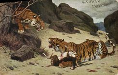 CPA Felin Tiger Tigre Rotig 